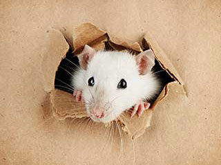 Rodent Infestation | Attic Cleaning San Ramon, CA