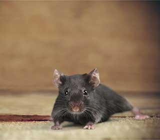 Rodent | Attic Cleaning San Ramon, CA